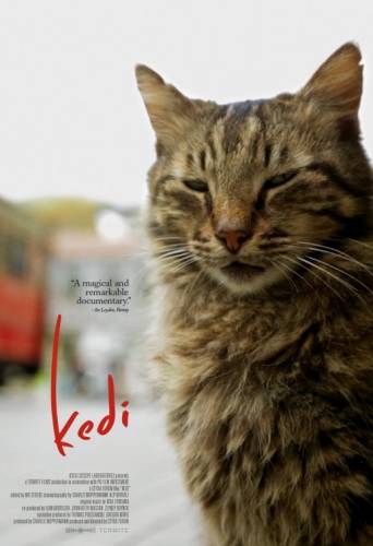 Kedi / Котки (2016)